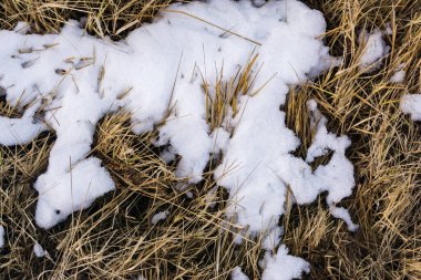 Sarı solmuş çimenlerin üzerindeki ilk kar, eriyen kar dokusu arka plan, solmuş çimenler beyaz don, yakın çekim makrosu, ilkbahar, sonbahar,