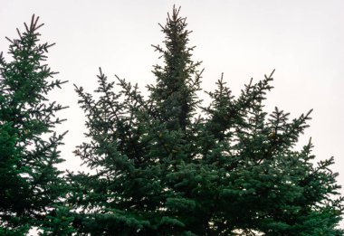 Yeşil ladin dalları yakın plan, kabarık noel ağacı arka plan dokusu, taze köknar dalı, makro çam ağacı