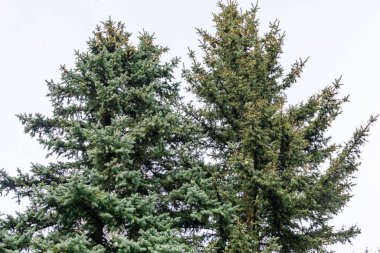 yeşil tepeli ladin dalları, kabarık noel ağacı arka planı, taze köknar dalı, çamlar, alttan yukarıya bak.,
