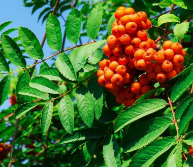 Yazın bir dalda kırmızı dağ külleri (rowanberry)