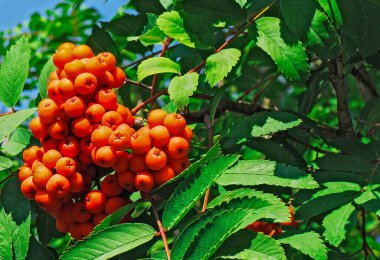 Yazın bir dalda kırmızı dağ külleri (rowanberry)