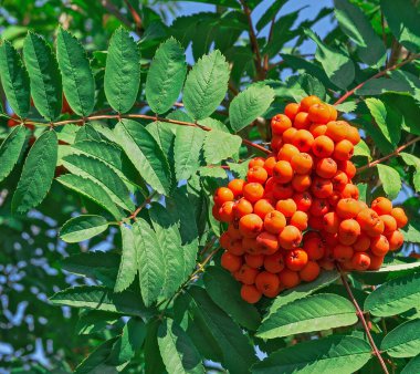 Yazın bir dalda kırmızı dağ külleri (rowanberry)