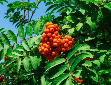 Yazın bir dalda kırmızı dağ külleri (rowanberry)