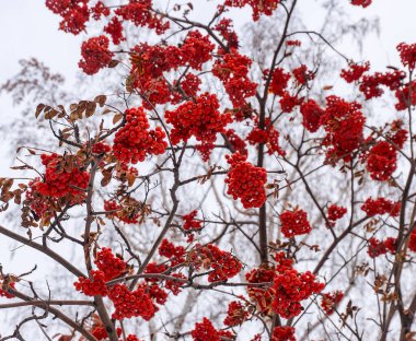 Kış mevsiminde bir dalda kırmızı dağ külleri, dalların üzerinde kırmızı dağ külleri gökyüzü arka planında bir demet olgun dağ yaban mersini, sonbaharda kızılcık, bir rowan ağacında Rowan, yakın plan