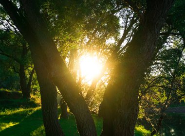Güneş, ağaçların arasından doğar.