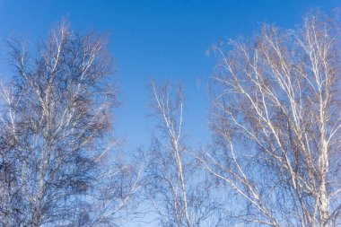Kış ormanlarının arka planında mavi gökyüzündeki ağaçlar, ağaçların dalları yukarıdan yukarıya bakıyor, kışın çıplak huş ağaçları.