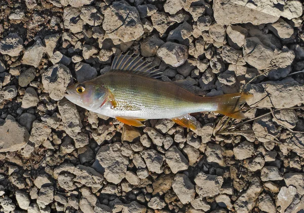 Caught Fish Background Stones — Stock Photo, Image