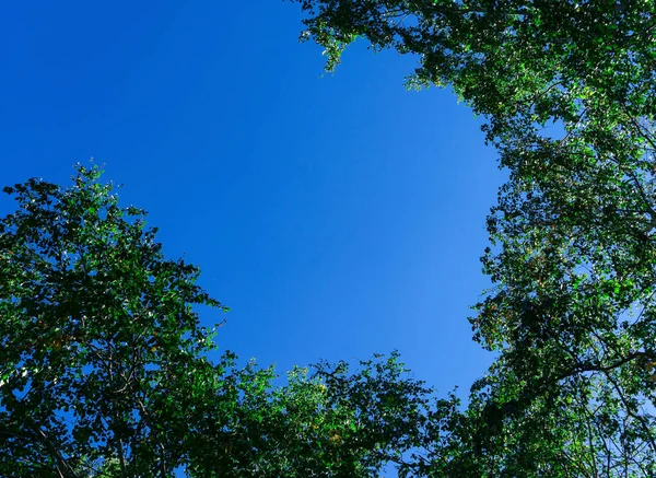 Kronenbäume Blicken Von Unten Den Himmel — Stockfoto