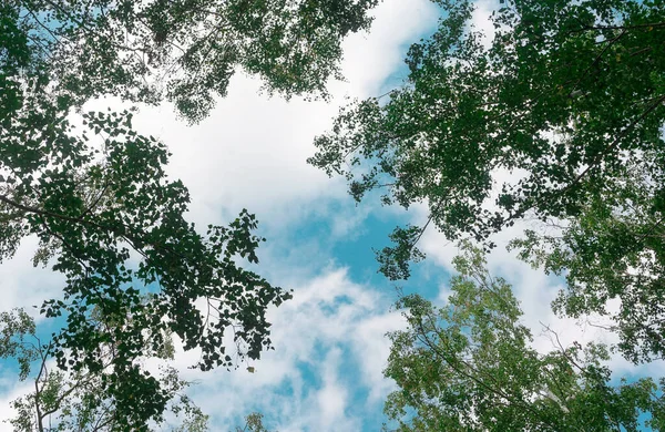 Kronenbäume Blicken Von Unten Den Himmel — Stockfoto