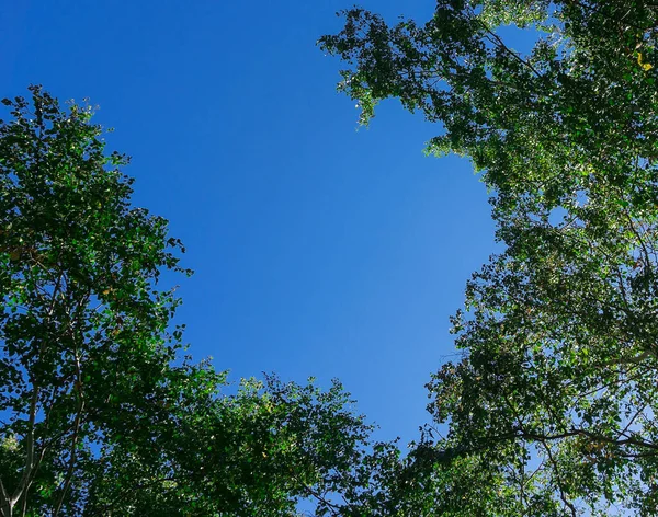 Kronenbäume Blicken Von Unten Den Himmel — Stockfoto