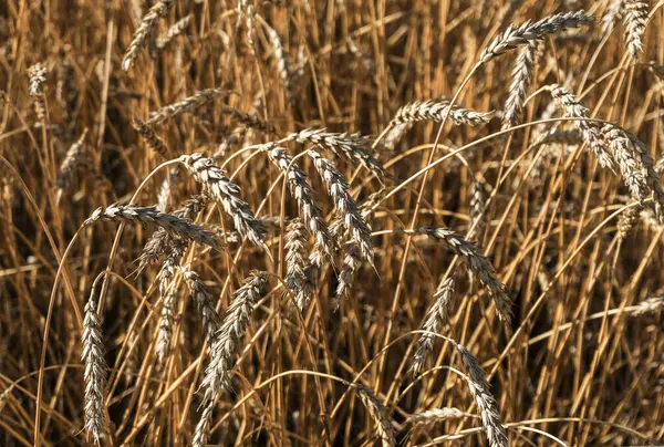 Вуха Стиглої Пшениці — стокове фото