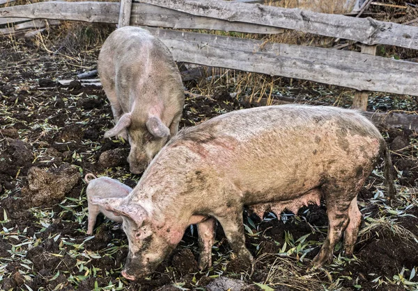 Family of pigs on the farm with young pigs in manure