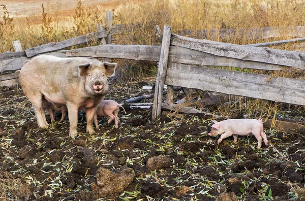 Rodzina Świń Gospodarstwie Młodymi Świniami Oborniku — Zdjęcie stockowe