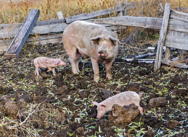 Family of pigs on the farm with young pigs in manure