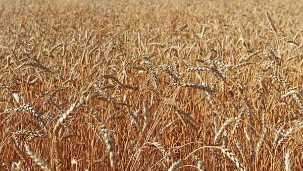 Поле Спелой Пшеницы — стоковое фото