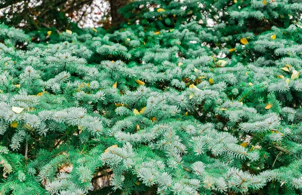 緑のスプルースの枝を閉じて ふわふわのクリスマスツリーの背景のテクスチャ 新鮮なモミの枝 マクロ松 — ストック写真