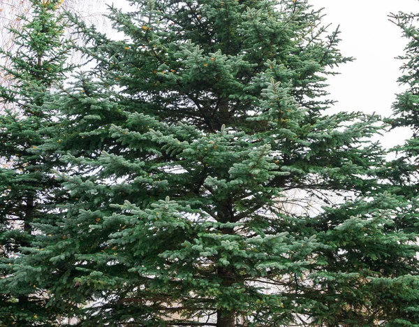 Yeşil Tepeli Ladin Dalları Kabarık Noel Ağacı Arka Planı Taze — Stok fotoğraf