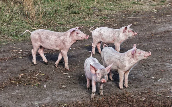 Группа Маленьких Грязных Свиней Ферме — стоковое фото