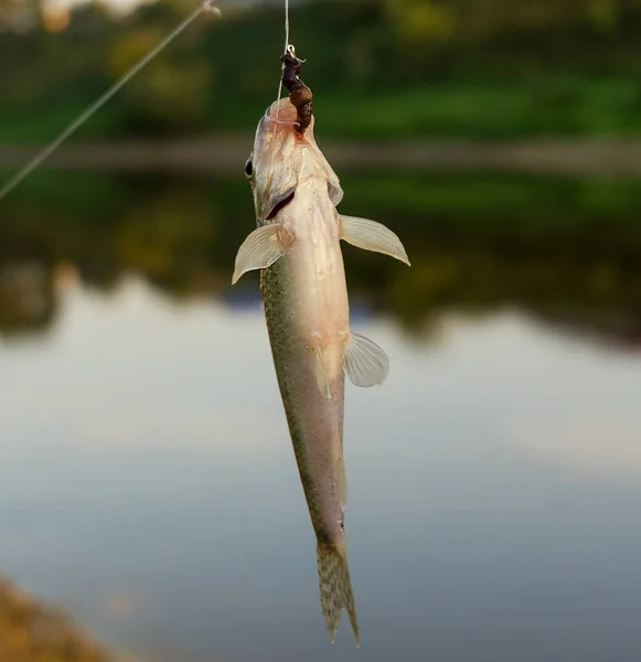 Hanging Fish Hook — Stock Photo, Image