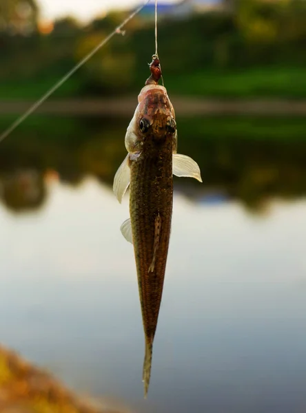 把鱼挂在鱼钩上 — 图库照片