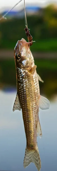 Hanging Fish Hook — Stock Photo, Image