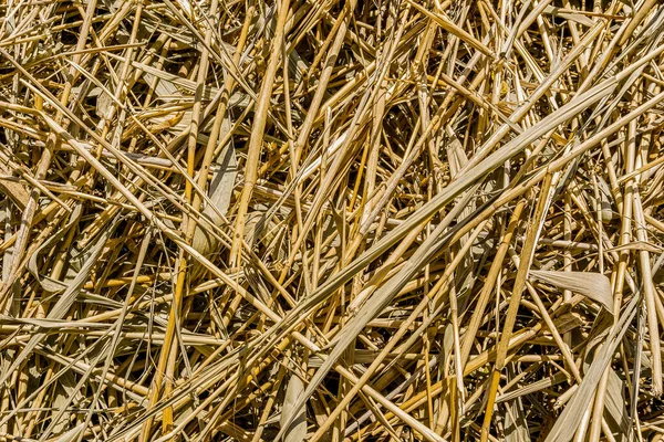 Heap Withered Reed Branches Texture Background Yellow Faded Bamboo Old — Stock Photo, Image