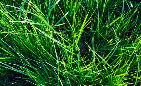 Juicy High Green Grass Summer — Stock Photo, Image