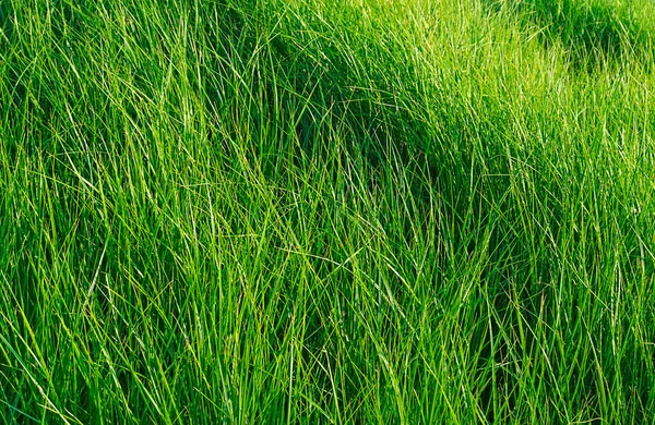 Juicy High Green Grass Summer — Stock Photo, Image