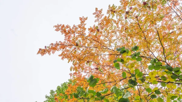 Grappoli Rossi Una Cenere Montagna Rowanberry Ramo Autunno Mazzi Una — Foto Stock