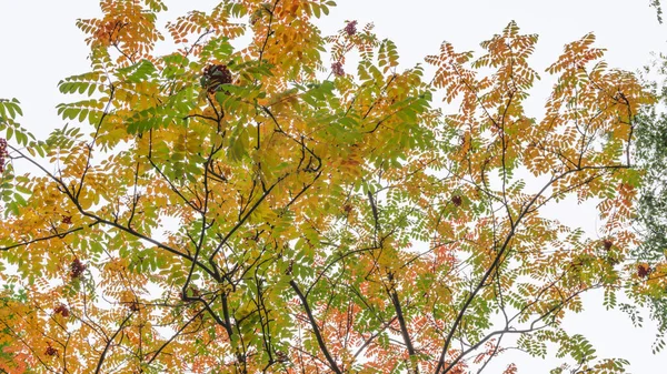 Grappoli Rossi Una Cenere Montagna Rowanberry Ramo Autunno Mazzi Una — Foto Stock