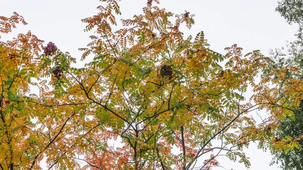 Grappoli Rossi Una Cenere Montagna Rowanberry Ramo Autunno Mazzi Una — Foto Stock