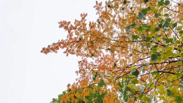 Grappoli Rossi Una Cenere Montagna Rowanberry Ramo Autunno Mazzi Una — Foto Stock