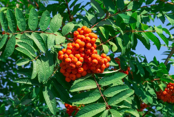 Czerwone Skupiska Popiołu Górskiego Rowanberry Gałęzi Latem — Zdjęcie stockowe