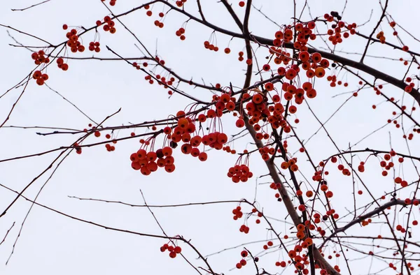 Grappes Rouges Frêne Montagne Sur Une Branche Hiver Grappes Rouges — Photo