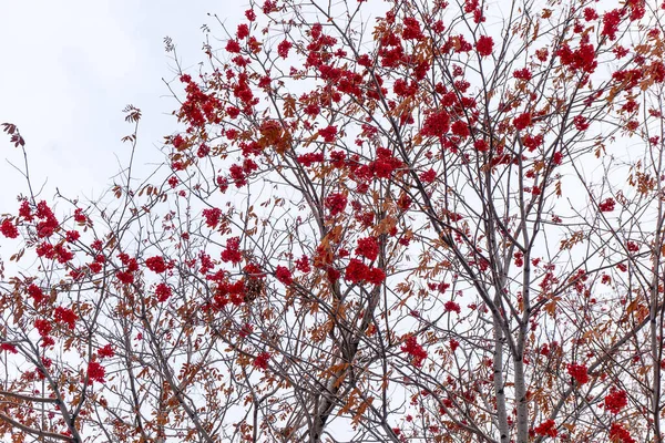 Kış mevsiminde bir dalda kırmızı dağ külleri, dalların üzerinde kırmızı dağ külleri gökyüzü arka planında bir demet olgun dağ yaban mersini, sonbaharda kızılcık, bir rowan ağacında Rowan, yakın plan