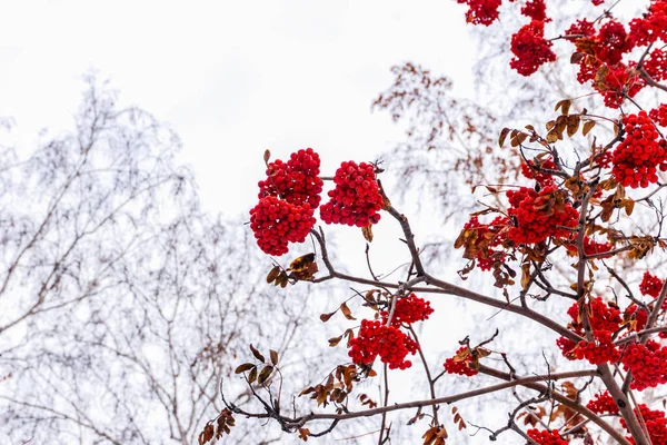 Grupos Vermelhos Cinza Montanha Ramo Inverno Cachos Vermelhos Cinza Montanha — Fotografia de Stock