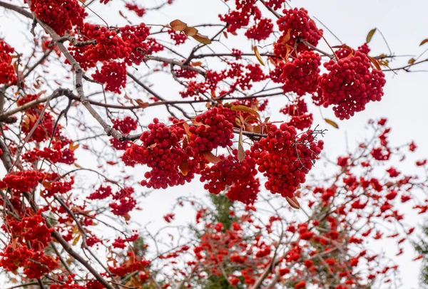 Kış mevsiminde bir dalda kırmızı dağ külleri, dalların üzerinde kırmızı dağ külleri gökyüzü arka planında bir demet olgun dağ yaban mersini, sonbaharda kızılcık, bir rowan ağacında Rowan, yakın plan