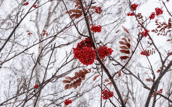 Grupos Vermelhos Cinza Montanha Ramo Inverno Cachos Vermelhos Cinza Montanha — Fotografia de Stock