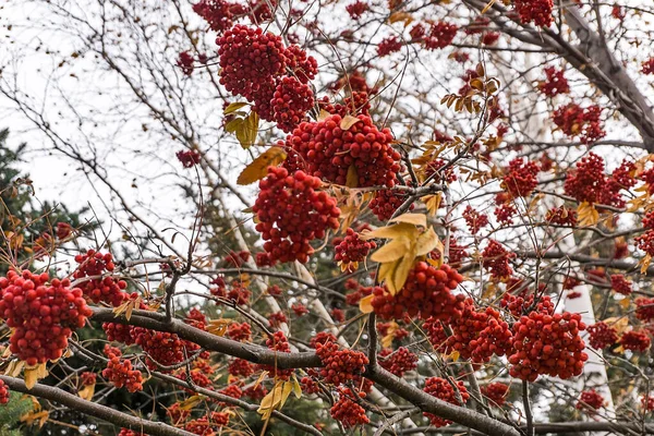 Grupos Vermelhos Cinza Montanha Ramo Inverno Cachos Vermelhos Cinza Montanha — Fotografia de Stock