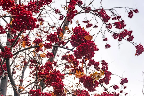 red clusters of mountain ash on a branch in winter, red bunches of mountain ash on branches sky background, bunch of ripe Mountain-ash berries, rowanberry in autumn, rowan on a rowan tree, closeup