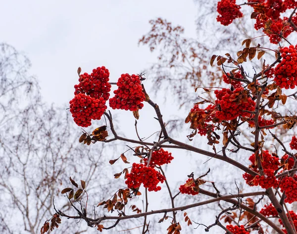Red Clusters Mountain Ash Branch Winter Red Bunches Mountain Ash — Stock Photo, Image