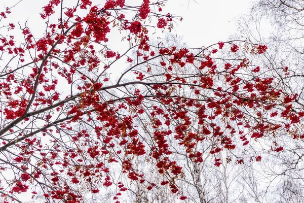 Grupos Vermelhos Cinza Montanha Ramo Inverno Cachos Vermelhos Cinza Montanha — Fotografia de Stock