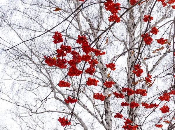 red clusters of mountain ash on a branch in winter, red bunches of mountain ash on branches sky background, bunch of ripe Mountain-ash berries, rowanberry in autumn, rowan on a rowan tree, closeup