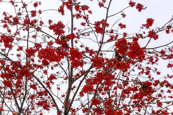 red clusters of mountain ash on a branch in winter, red bunches of mountain ash on branches sky background, bunch of ripe Mountain-ash berries, rowanberry in autumn, rowan on a rowan tree, closeup