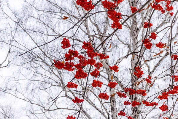 red clusters of mountain ash on a branch in winter, red bunches of mountain ash on branches sky background, bunch of ripe Mountain-ash berries, rowanberry in autumn, rowan on a rowan tree, closeup