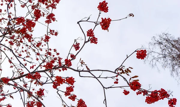 冬天枝头上的红灰丛生 秋天枝头上的红灰丛生 秋天枝头上的红灰丛生 秋天枝头上的红灰丛生 秋天枝头上的蓝莓 树上的红灰丛生 — 图库照片