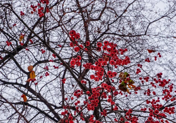 Petites Pommes Sauvages Mûres Rouges Sur Les Branches Arrière Plan — Photo