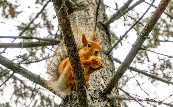 소나무에 사과를 다람쥐 — 스톡 사진