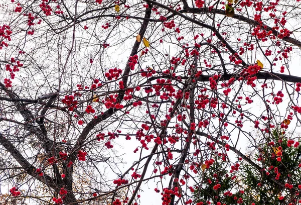 红色成熟的野生小苹果 在冬天的背景下 苹果树在冬天的秋天的公园里 — 图库照片