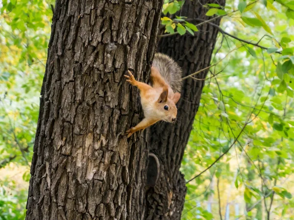 Ardilla Roja Tronco Árbol Que Cuelga — Foto de Stock